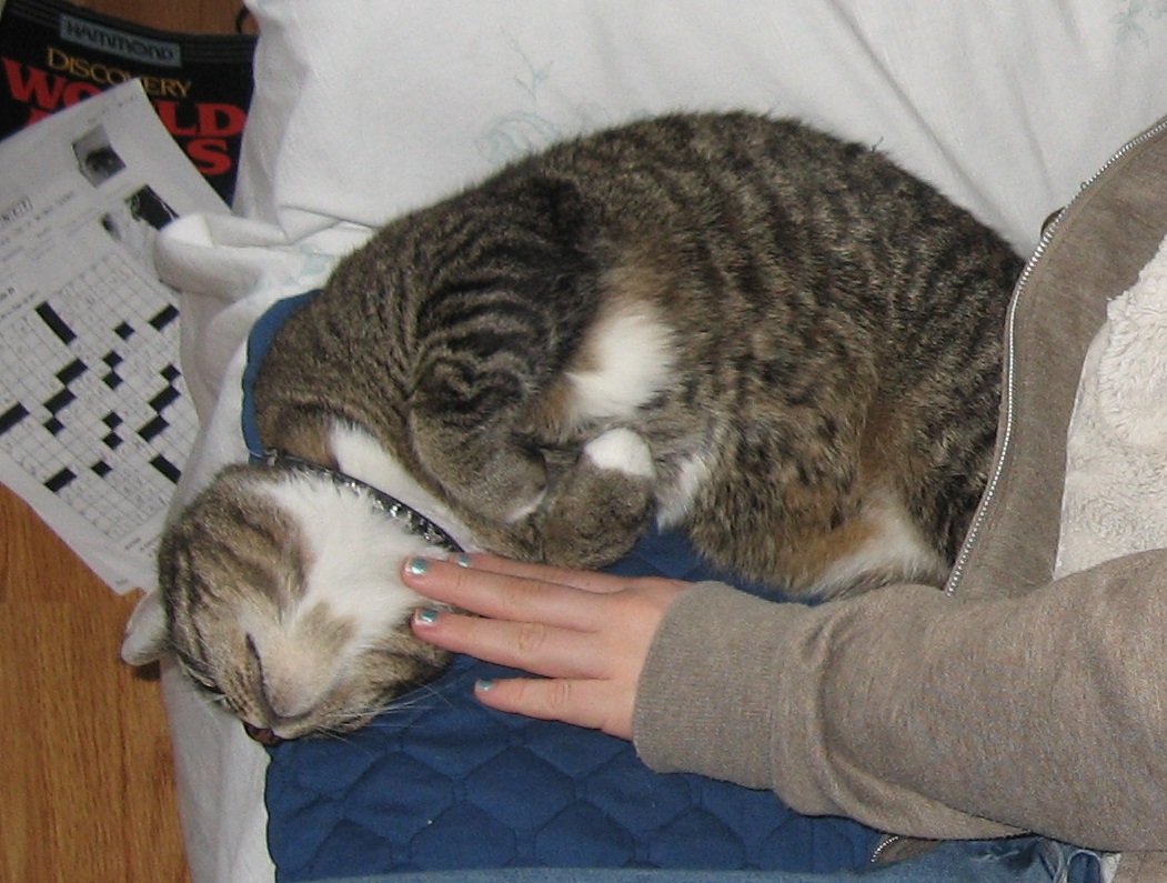 photo of a brown/grey tabby cat with white chest and paws, curled up on a couch with his belly facing upwards and his head upside-down, a hand (sporting blue nail polish) coming from out of frame to pet his chin